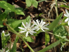 Stellaria pubera