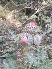 Cirsium ehrenbergii