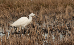 Egretta garzetta
