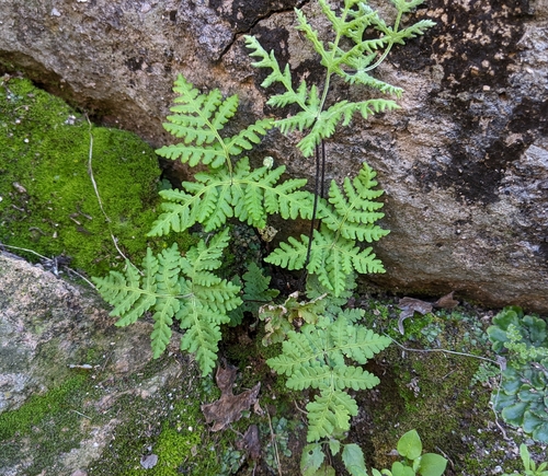 Image of Maxon's Goldback Fern (Pentagramma maxonii) by no rights reserved