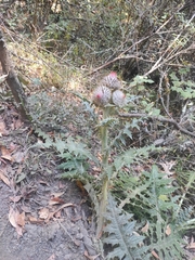 Cirsium ehrenbergii