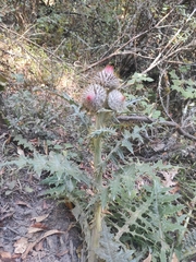 Cirsium ehrenbergii
