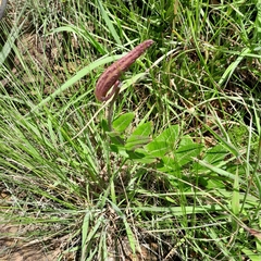Asclepias albens