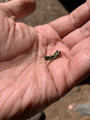 Booneacris glacialis