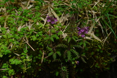 Pedicularis refracta transmorrisonensis