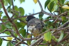 Platyspiza crassirostris