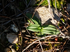 Ophrys sphegodes massiliensis