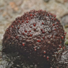 Dialonectria episphaeria