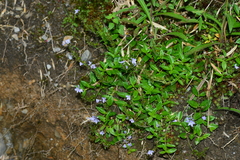 Veronica morrisonicola