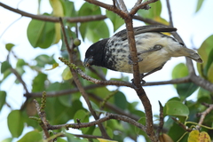 Platyspiza crassirostris