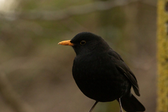Turdus merula