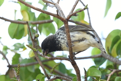 Platyspiza crassirostris
