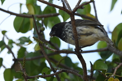 Platyspiza crassirostris