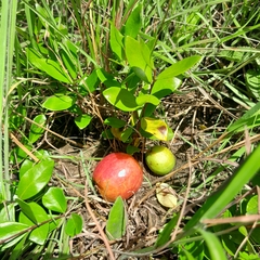 Eugenia albanensis