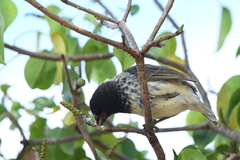 Platyspiza crassirostris