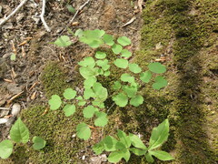 Thalictrum thalictroides