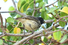 Platyspiza crassirostris