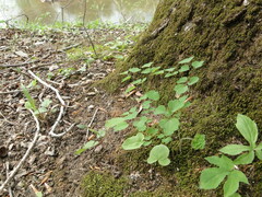 Thalictrum thalictroides