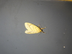 Barsine striata