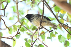 Platyspiza crassirostris