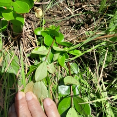 Eugenia albanensis