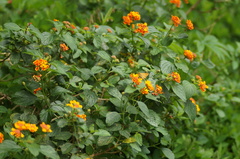 Lantana camara