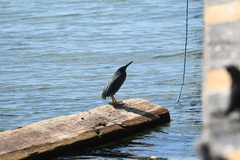 Butorides striata sundevalli