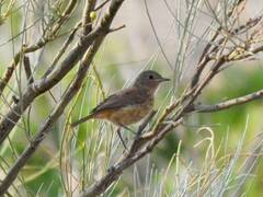 Phoenicurus moussieri