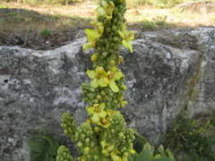 Verbascum speciosum