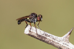 Hadrokolos texanus