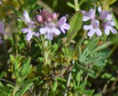 Verbena officinalis