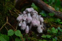 Monotropastrum humile