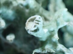 Ramalina canariensis