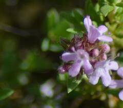 Verbena officinalis