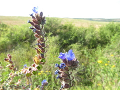 Anchusa procera