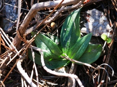 Ophrys sphegodes massiliensis