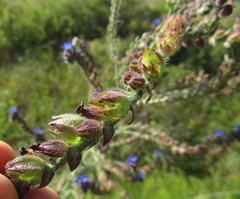 Anchusa procera