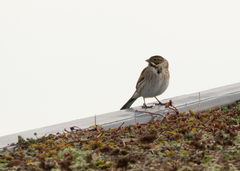 Emberiza schoeniclus