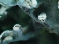 Ramalina canariensis