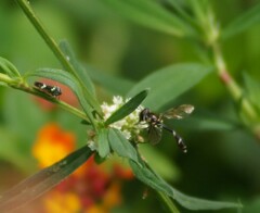 Dioprosopa clavata