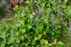 Ilex bioritsensis