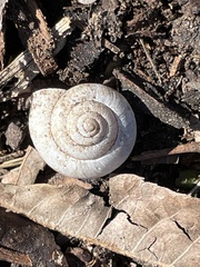 Polygyrinae