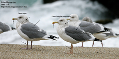 Larus fuscus heuglini