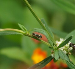 Macugonalia leucomelas