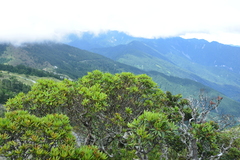 Rhododendron pseudochrysanthum