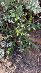 Lepidium lasiocarpum