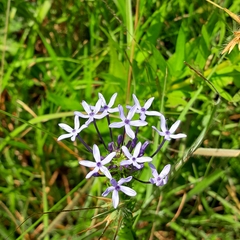 Pentanisia prunelloides