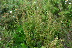 Artemisia morrisonensis