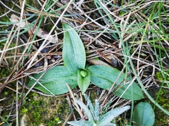 Ophrys sphegodes massiliensis