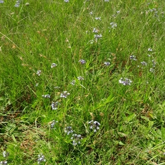 Pentanisia prunelloides